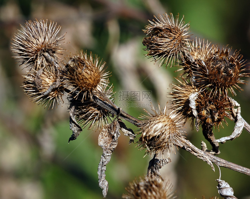 野生植物叶子植物群季节红色植物棕色图片