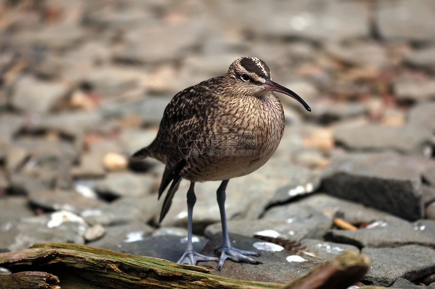 Whimbrel 努梅尼乌斯普埃奥普斯木头海岸线海鸟冲浪滨鸟海洋海滩鸟类沿岸图片