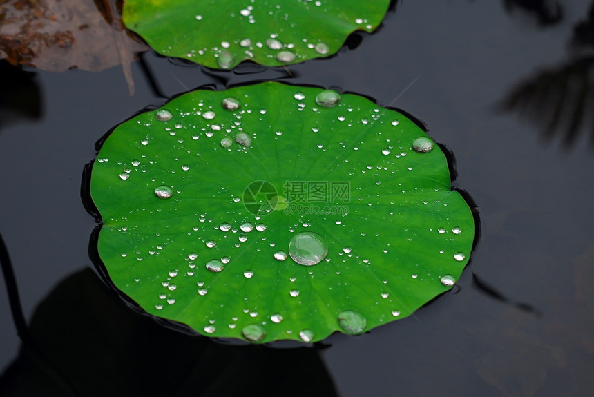 水生植物覆盖着滴子图片