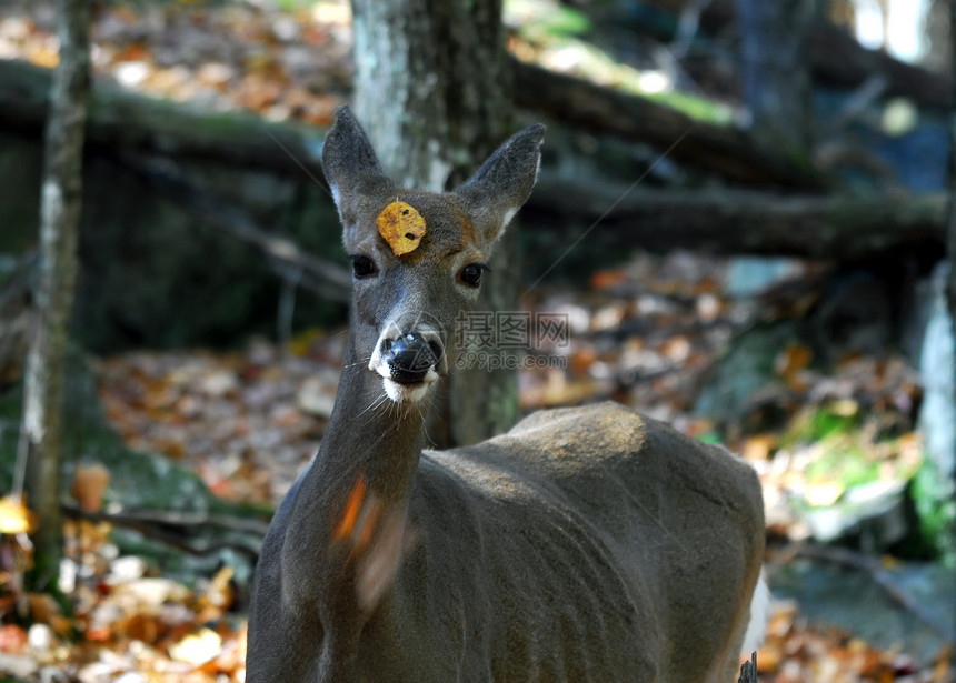 白尾鹿森林动物群动物女性哺乳动物公园耳朵栖息地眼睛尾巴图片