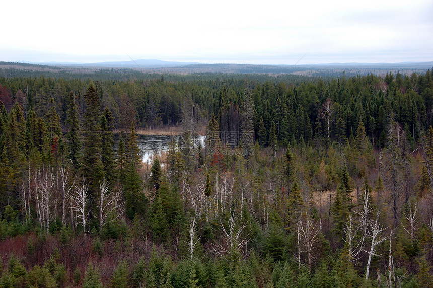 北部森林环境树木风景池塘地平线针叶林旅行苔原图片