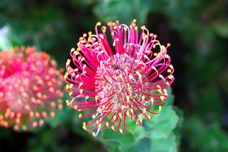 Hakea-澳大利亚原住民花的花头来自Protea背景图片