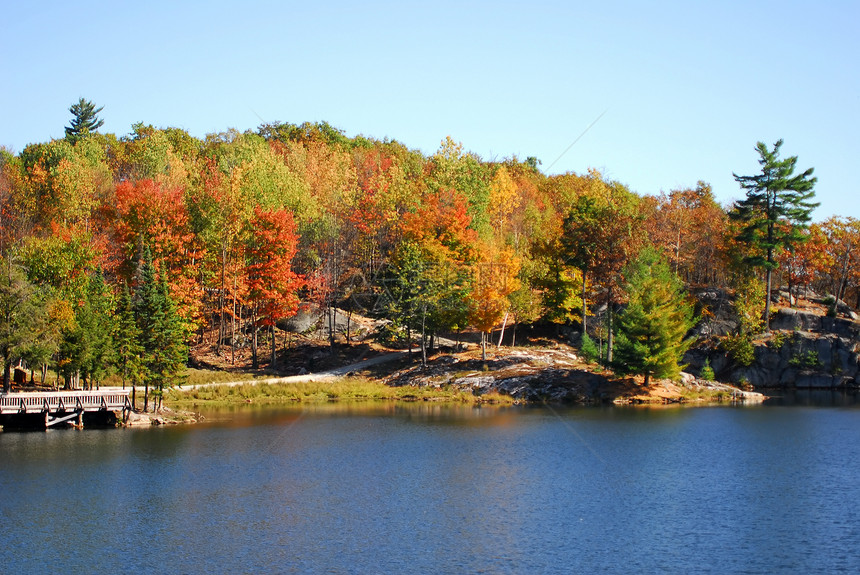 秋天的风景黄色乡村森林叶子树叶情绪季节树木公园场景图片