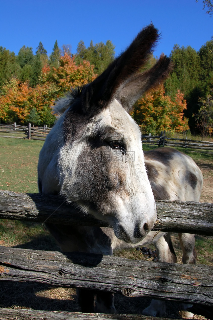 驴子耳朵农业动物骡子栅栏农村棕色牧场农场乡村图片