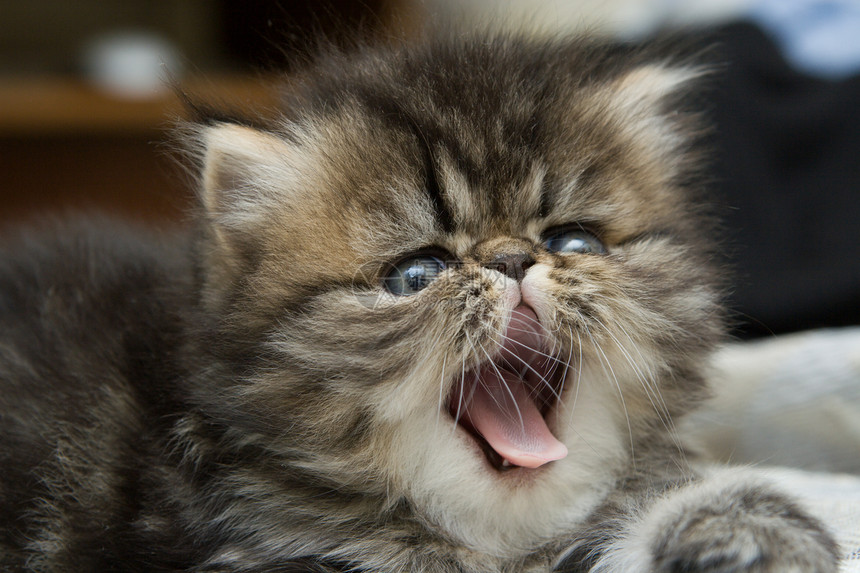 张开嘴的小毛小猫 一只宠物图片