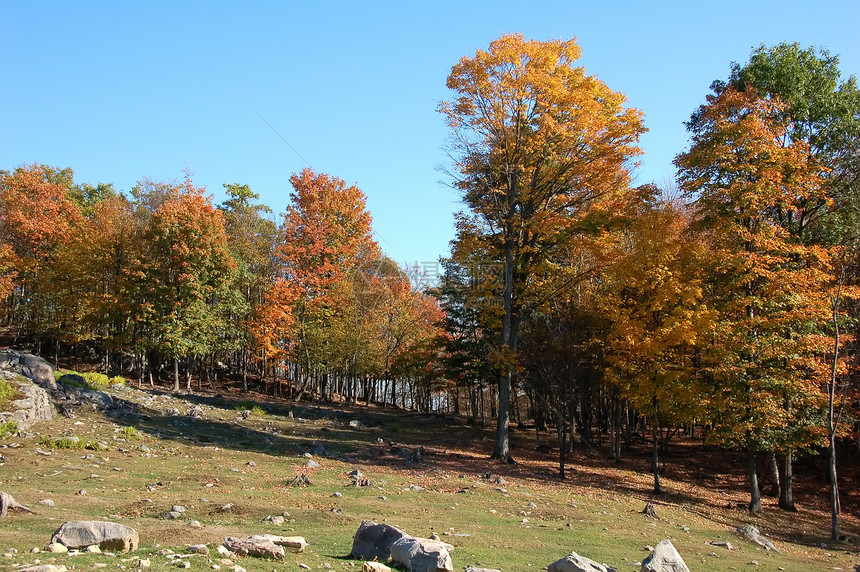 秋秋的风景树木季节性蓝色森林树叶岩石绿色天空橙子衬套图片