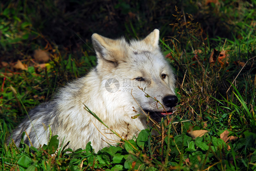 北极野狼犬类动物毛皮鼻子狩猎野生动物耳朵宠物食肉灰狼图片