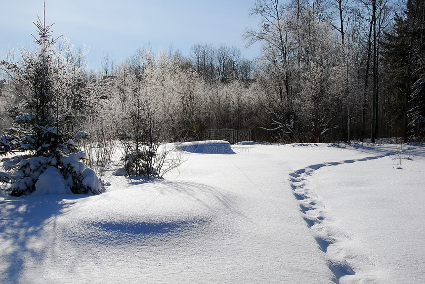 冬季风景天气树木季节场景森林蓝色冻结天空白色图片