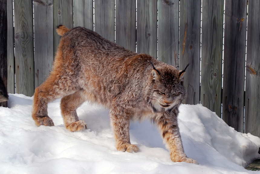 加拿大 Lynx毛皮爪子野猫哺乳动物山猫簇绒鼻子眼睛耳朵动物图片