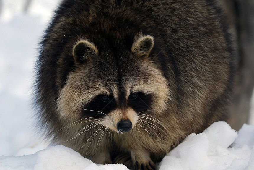 浣熊眼睛哺乳动物毛皮森林土匪好奇心面具荒野野生动物图片
