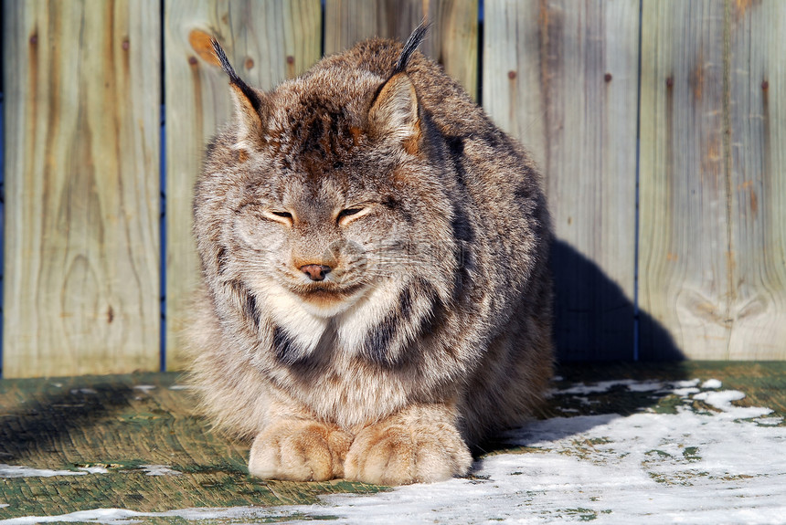 加拿大 Lynx毛皮哺乳动物动物爪子猫科动物野猫野生动物簇绒耳朵荒野图片