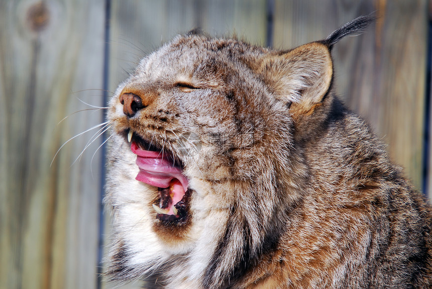 加拿大 Lynx野生动物山猫鼻子耳朵眼睛野猫哺乳动物爪子荒野动物图片