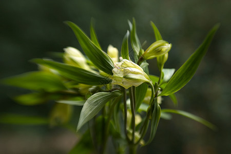 白花花白色黄色树叶绿色花朵背景图片