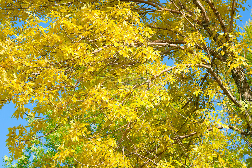 2号公园秋天木头叶子花园绿色黄色蓝色季节天空森林图片