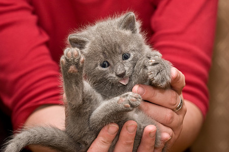 猫手小猫晶须宠物灰色乐趣背景