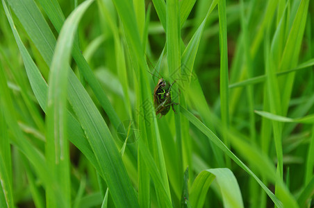 昆虫生活生长植物叶子反射活力绿色雨滴液体宏观背景图片