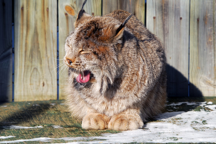 加拿大 Lynx动物爪子哺乳动物眼睛猫科动物荒野野猫野生动物鼻子毛皮图片
