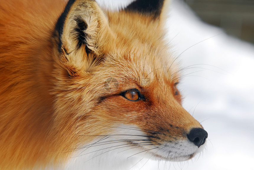 红狐狸犬类荒野捕食者毛皮动物哺乳动物打猎鼻子野生动物眼睛图片