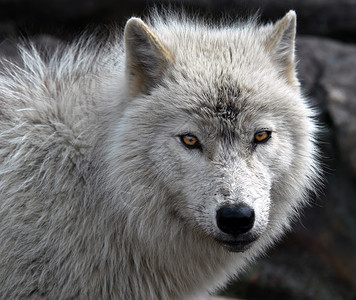 北极野狼耳朵黑色雪橇眼睛动物哺乳动物犬类手表白色毛皮背景图片