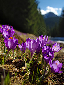 春季时间荒野紫色红花背景图片