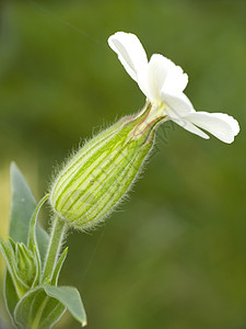 白花花白色绿色花瓣传单自然草地荒野背景图片