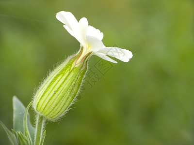 白花花绿色传单草地花瓣荒野自然白色背景图片