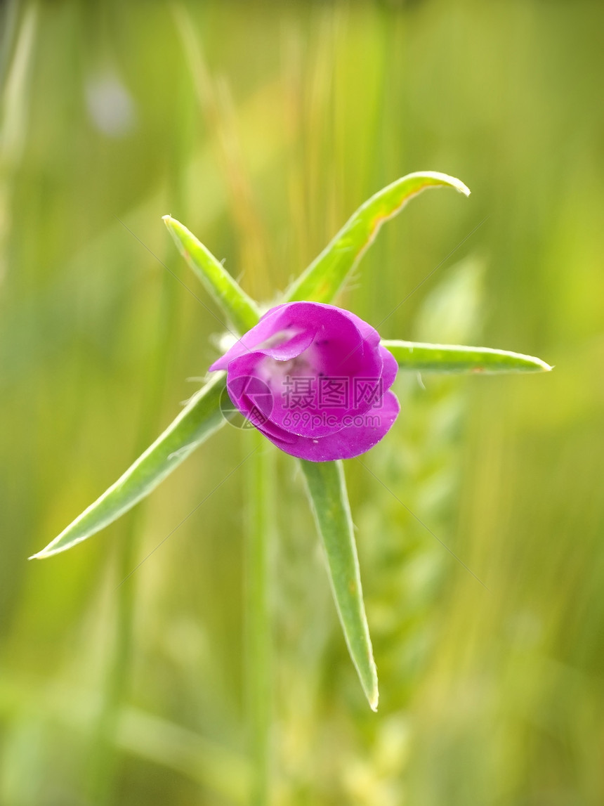 玉米蚶草地粉色传单荒野自然绿色花瓣图片