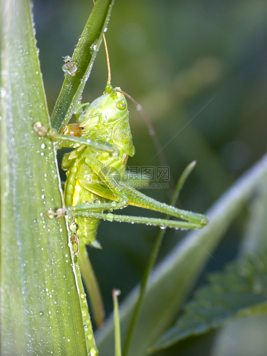 板球宏观昆虫野生动物绿色鳞翅目动物图片