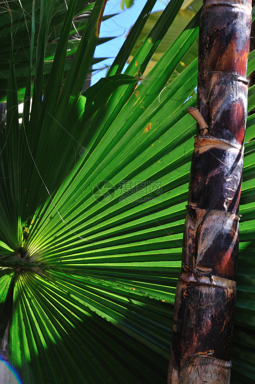 垂直棕榈扇图片