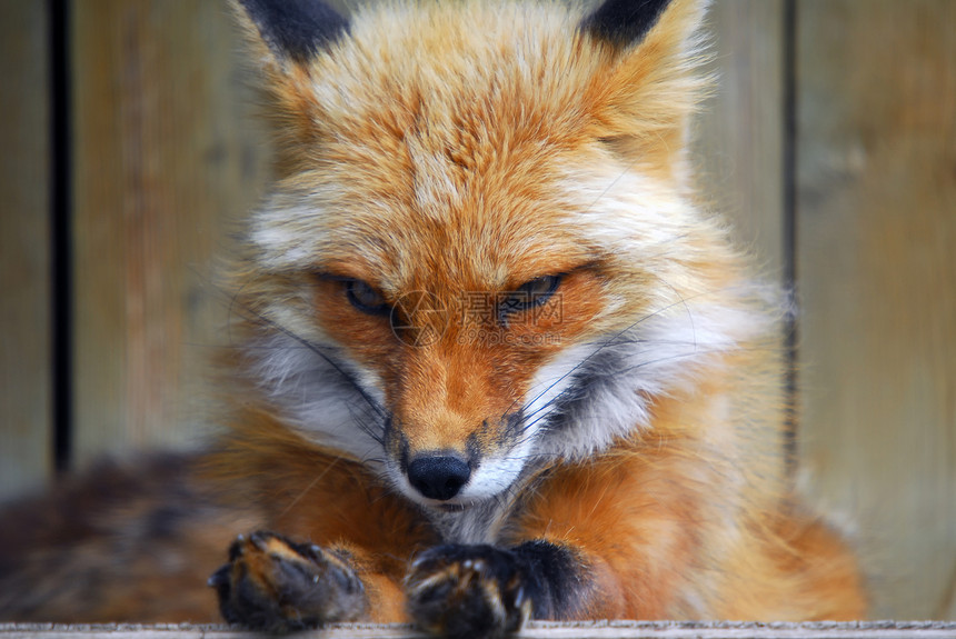 红狐狸毛皮犬类观光眼睛哺乳动物戏剧性野生动物捕食者森林打猎图片