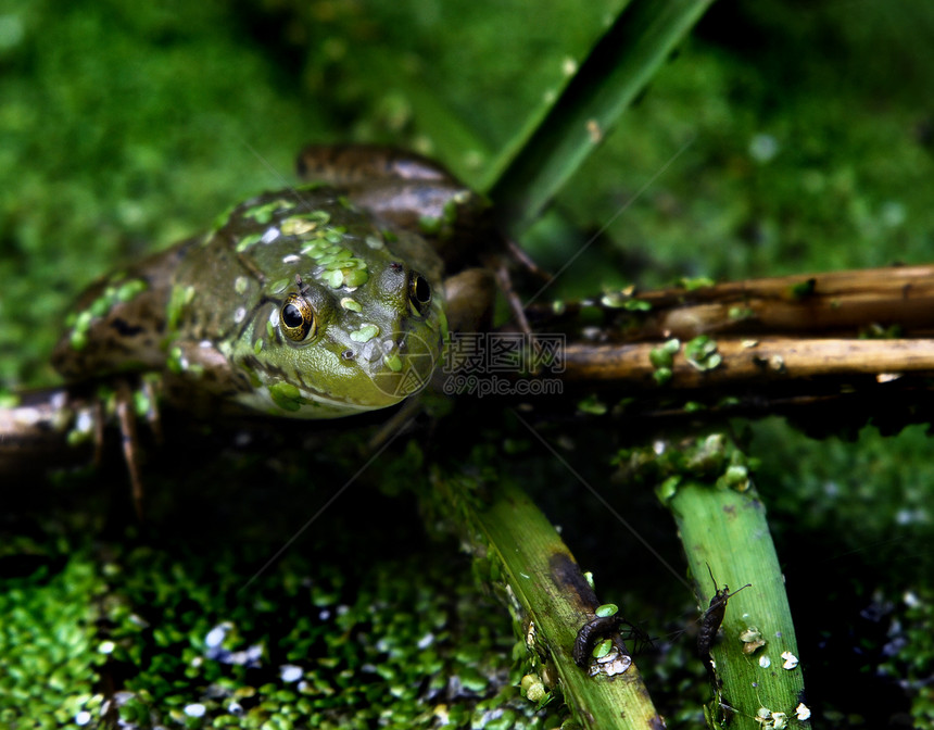 池塘中的青蛙蟾蜍眼睛绿色野生动物叶子动物王子棕色植被沼泽图片