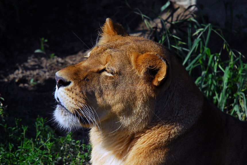 女狮子鬃毛哺乳动物动物毛皮晶须避难所生物动物学动物园捕食者图片