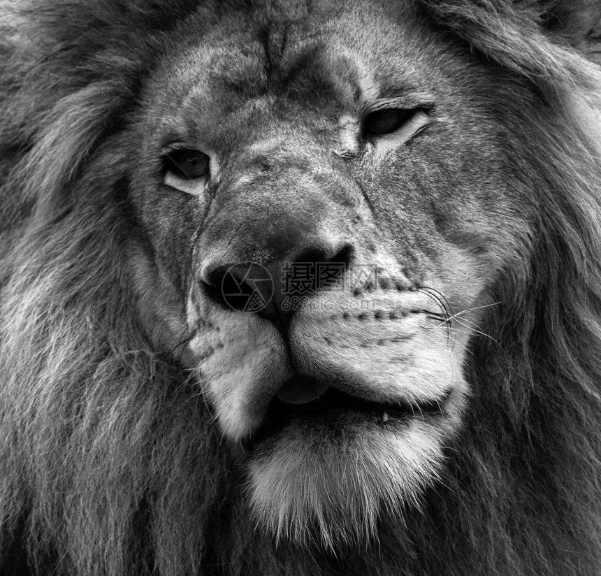 狮子食肉男性晶须生物毛皮动物危险野生动物环境鬃毛图片