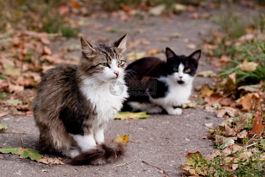路上的猫沥青小猫灰色压力姿势树叶宠物说谎绿色动物图片