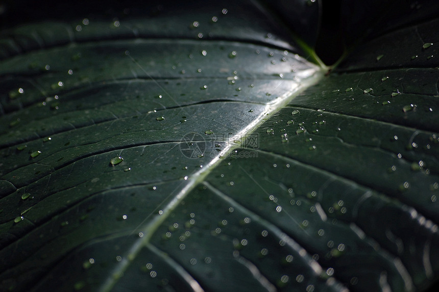 绿叶叶生活雨滴生长植物树叶活力环境叶子宏观图片