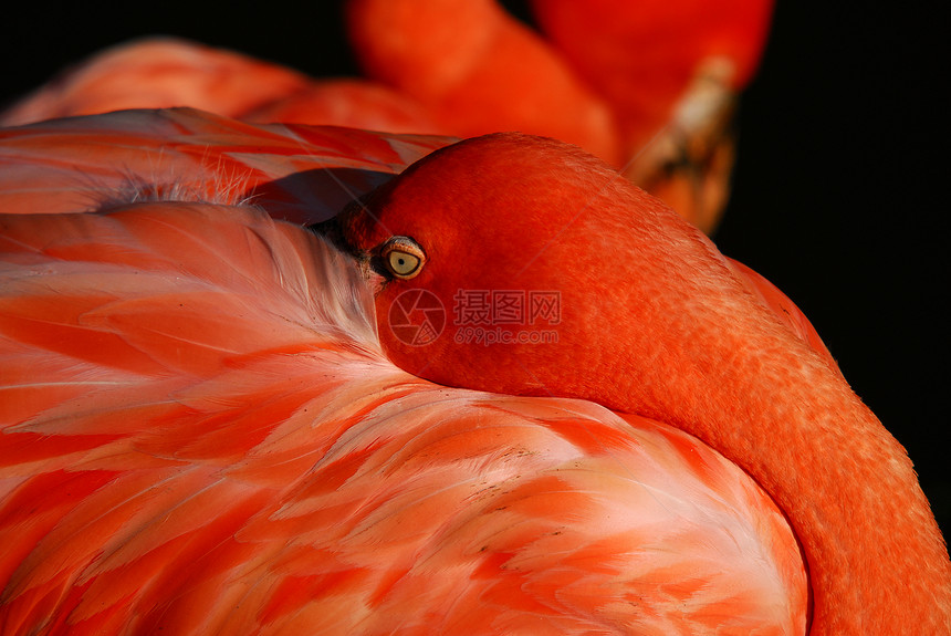 粉粉 Flammingo羽毛粉色鸟类脖子热带动物园优美白色鸟舍荒野图片