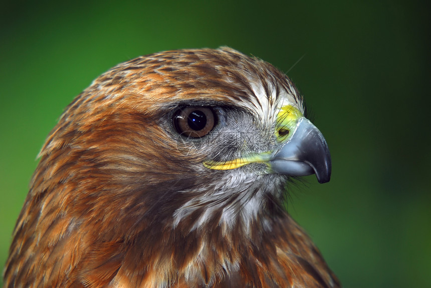 红尾鹰红色荒野捕食者动物群猎物观鸟尾巴鸟类野生动物眼睛图片