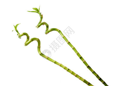 竹竹尾白色树叶绿色生长植物热带生活叶子植物群背景图片