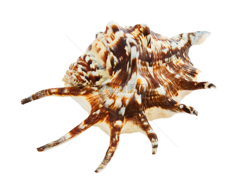 海壳棕色航海脊椎动物蜗牛血管纪念品图片