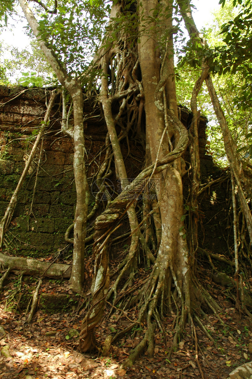 柬埔寨古老寺庙的运行遗产考古学植物历史地标文化旅行收获森林石头图片