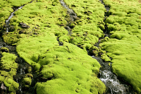 未受破坏性质绿色苔藓岩石淡水背景图片