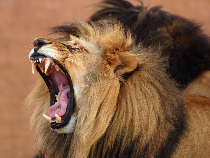 非洲狮狮子假期鬃毛猎人捕食者毛皮旅行生态国王力量图片