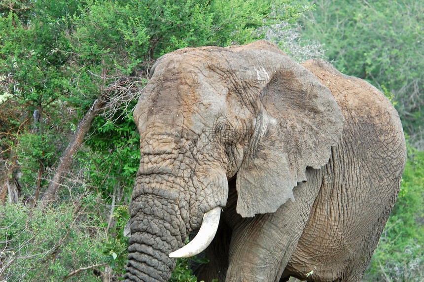 野生动物 非洲象树干象牙力量獠牙生态身体旅游假期耳朵植物群图片