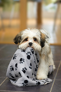 厚脸皮拉萨阿波索小狗白色恶作剧哺乳动物犬类厨房毯子动物宠物棕色背景