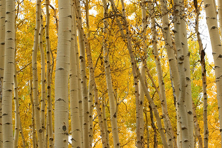 黄金阿斯匹金子森林山脉叶子树叶季节黄色树木背景图片