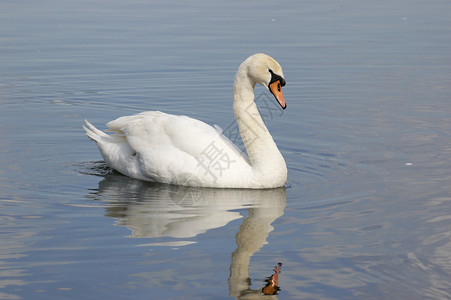 天鹅白色池塘亮色水平反射白天鹅背景图片