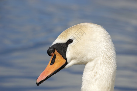 天鹅亮色池塘白色白天鹅野生动物鸟类背景图片