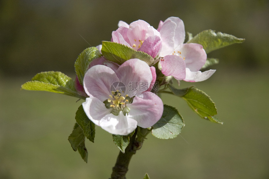 苹果薄粉新生活园艺绿色植物鲜花苹果花区系粉色农场白色图片