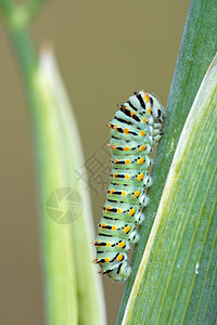 绿色毛毛虫毛毛虫漏洞幼虫花园昆虫害虫绿色鳞翅目宏观黄色条纹背景