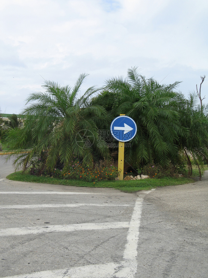 街道方向标志牌坚果植物晴天热带蓝色分支机构天气树叶树木棕榈图片